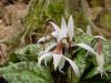 Erythronium dens-ca...